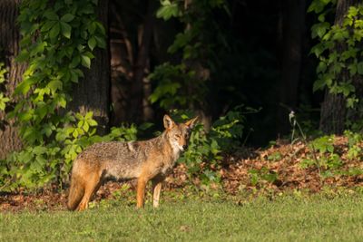 Coyote