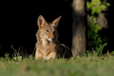 Coyote