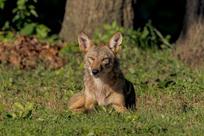 Coyote