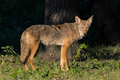 Coyote
