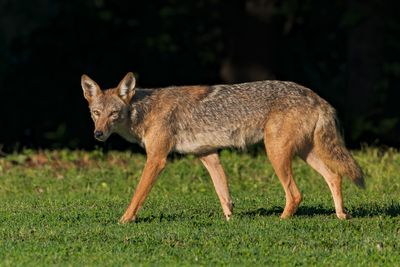 Coyote