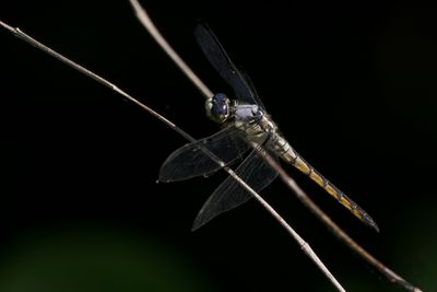 Great Blue Skimmer
