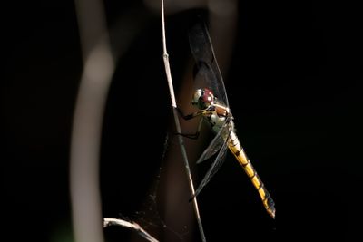 Great Blue Skimmer