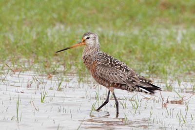 Hudsonian Godwit