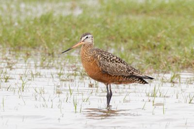 Hudsonian Godwit