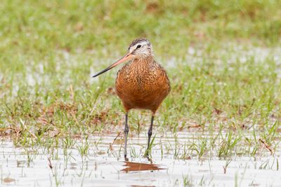 Hudsonian Godwit