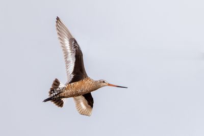 Hudsonian Godwit