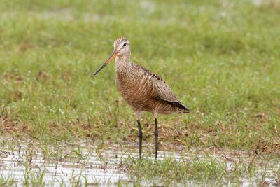 Hudsonian Godwit
