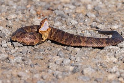 Northern Cottonmouth