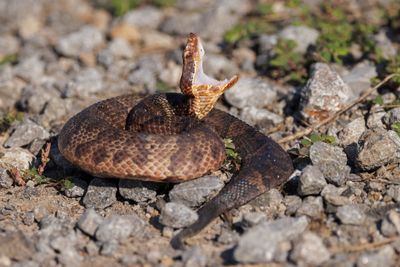 Northern Cottonmouth