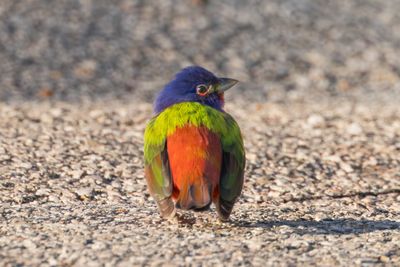 Painted Bunting
