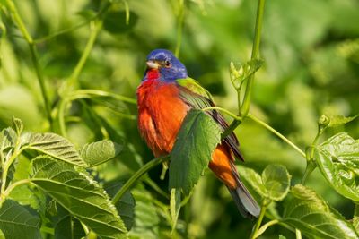 Painted Bunting