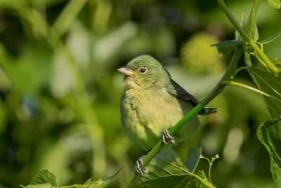 Painted Bunting