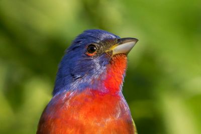 Painted Bunting