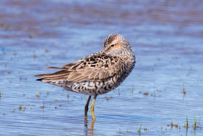 Stilt Sandpiper