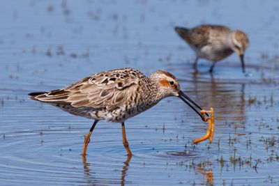 Stilt Sandpiper