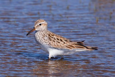 White-rumped Sandpiper