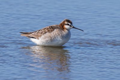 Wilson's Phalarope