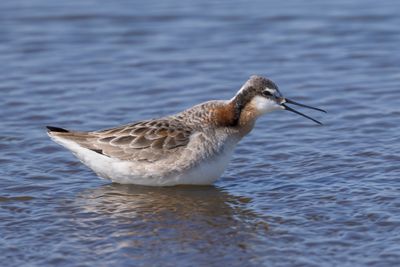 Wilson's Phalarope