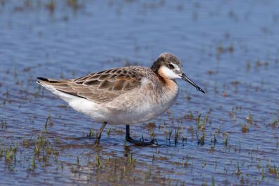 Wilson's Phalarope