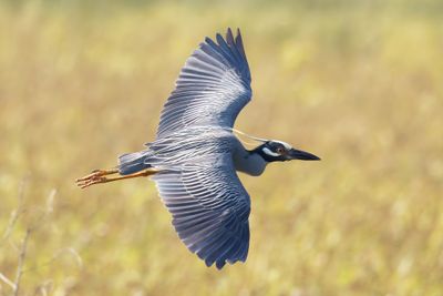 Yellow-crowned Night Heron