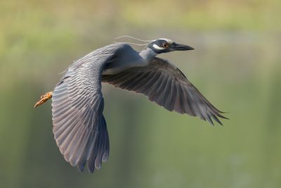 Yellow-crowned Night Heron