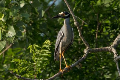 Yellow-crowned Night Heron