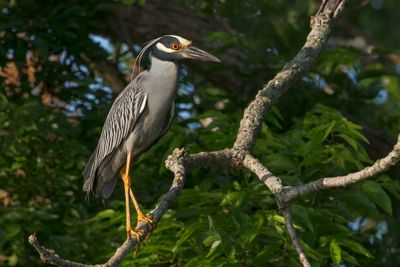 Yellow-crowned Night Heron
