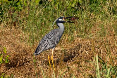 Yellow-crowned Night Heron