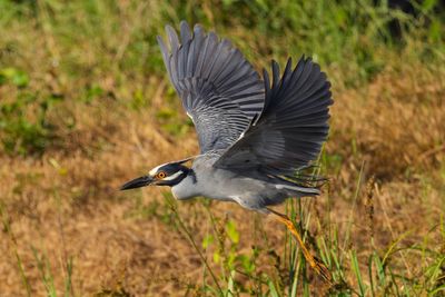Yellow-crowned Night Heron