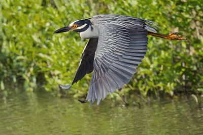 Yellow-crowned Night Heron