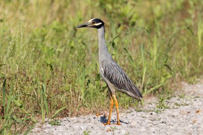 Yellow-crowned Night Heron