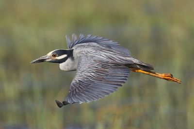 Yellow-crowned Night Heron