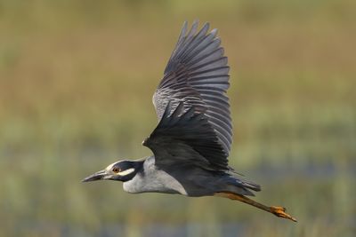 Yellow-crowned Night Heron