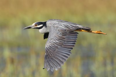 Yellow-crowned Night Heron