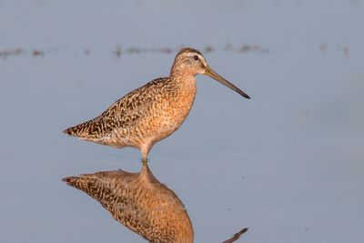 Dont post Short-billed Dowitcher