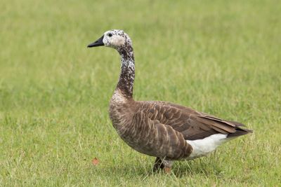 Canada Goose