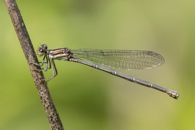 Recent Additions - Odonata
