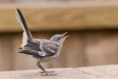 Northern Mockingbird