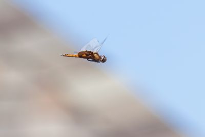 Red Saddlebags