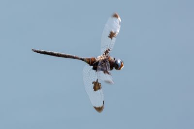 Recent Additions - Odonata