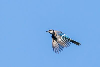 Blue Jay