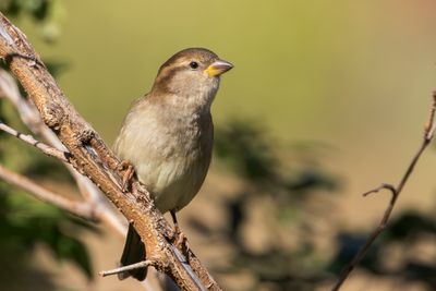 House Sparrow