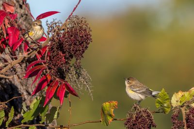 Yellow-rumped Warbler