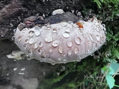 g13/59/8146359/3/175695031.1aa680eb.JPEG