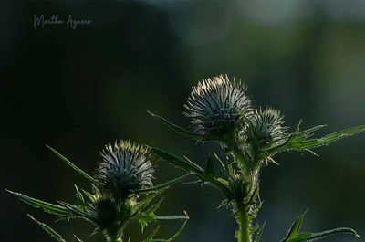nature