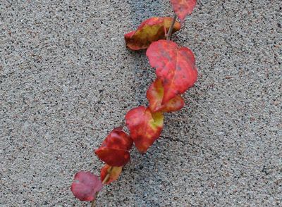 _DSC8983.jpg