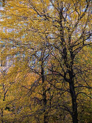 IMG_2548.jpg