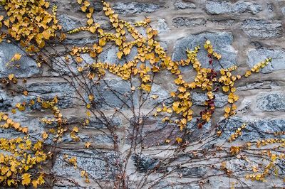 _DSC8979.jpg