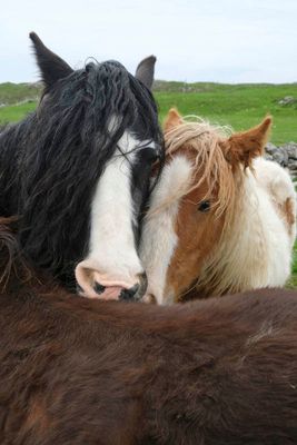 Near Kyle of Durness